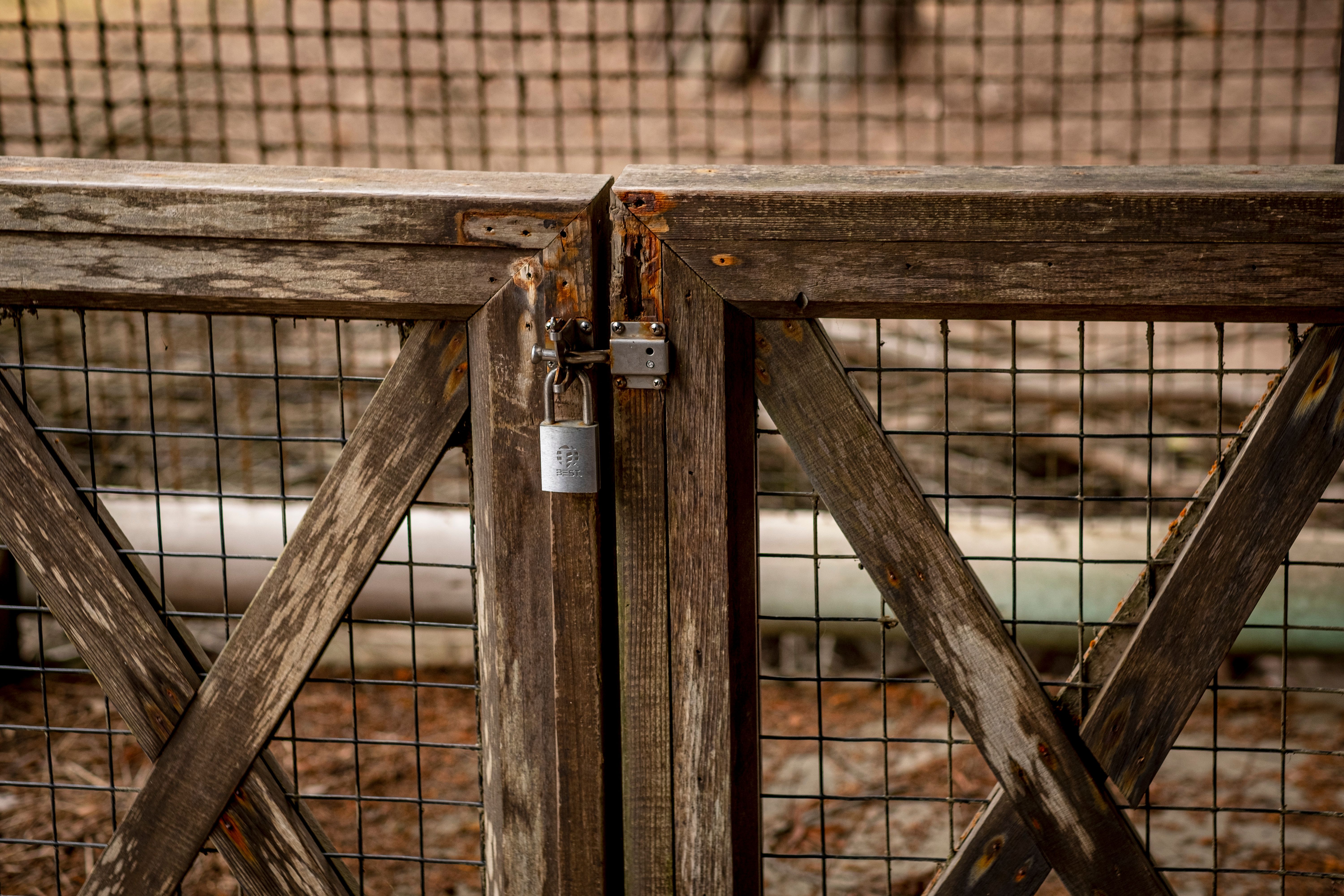 Close-up of a wooden garden gate secured with a metal padlock
